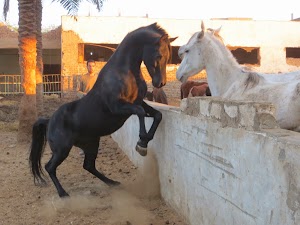 Luxorstables - Nobi Arabian Horse Stables place picture